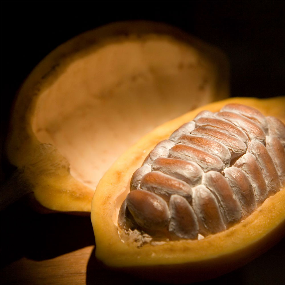 bouturo-kakao-karpos bouturo-kakao-stagones-bio