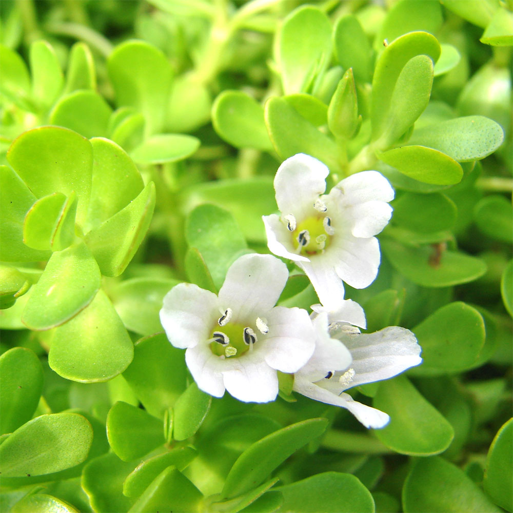 Brahmi-Bacopa-monnieri-fyto.jpg