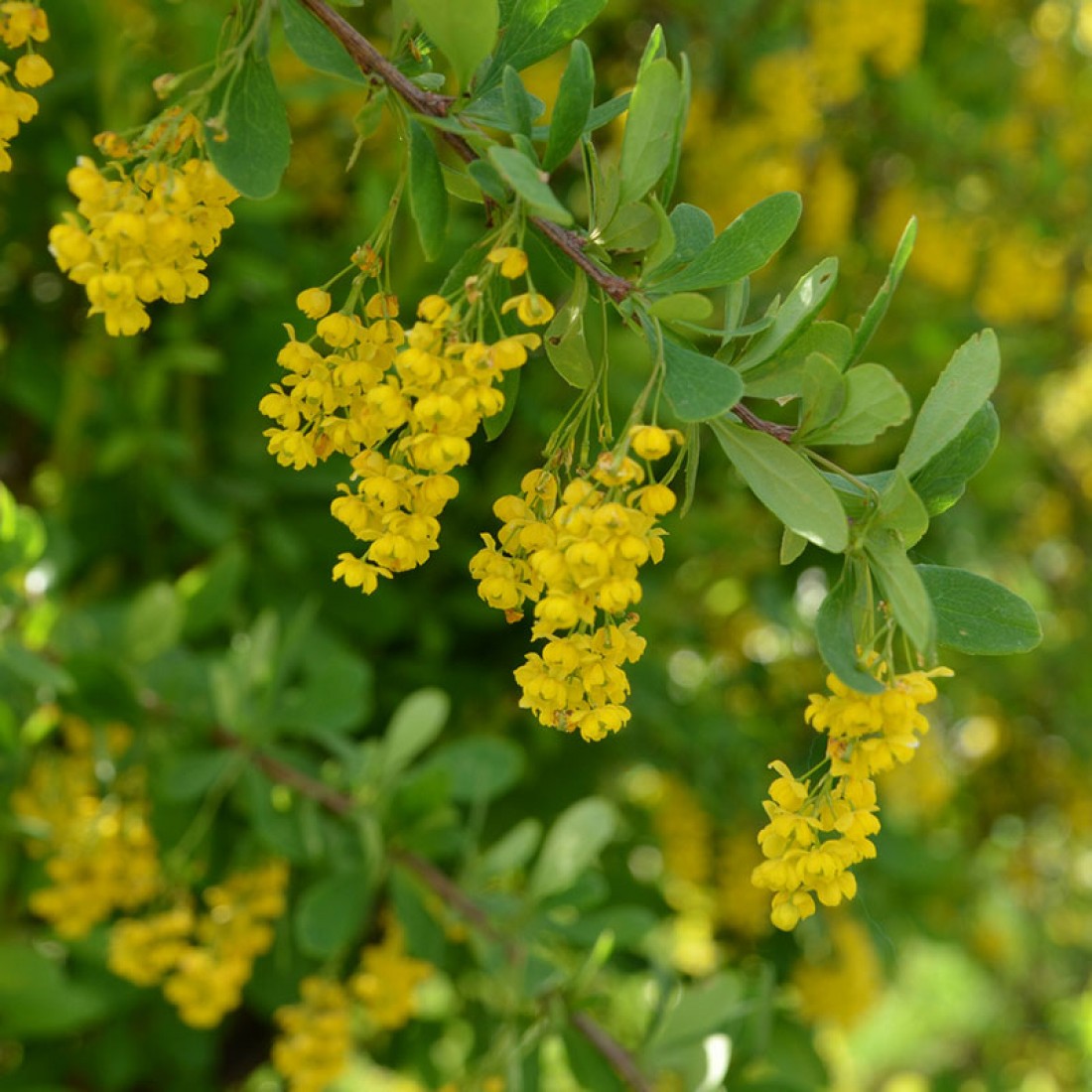 berberis-vulgaris-1100x1100-1.jpg