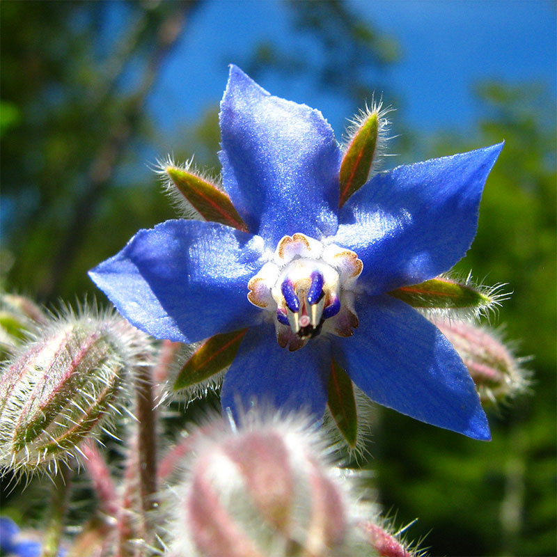 borago-mpourantza.jpg