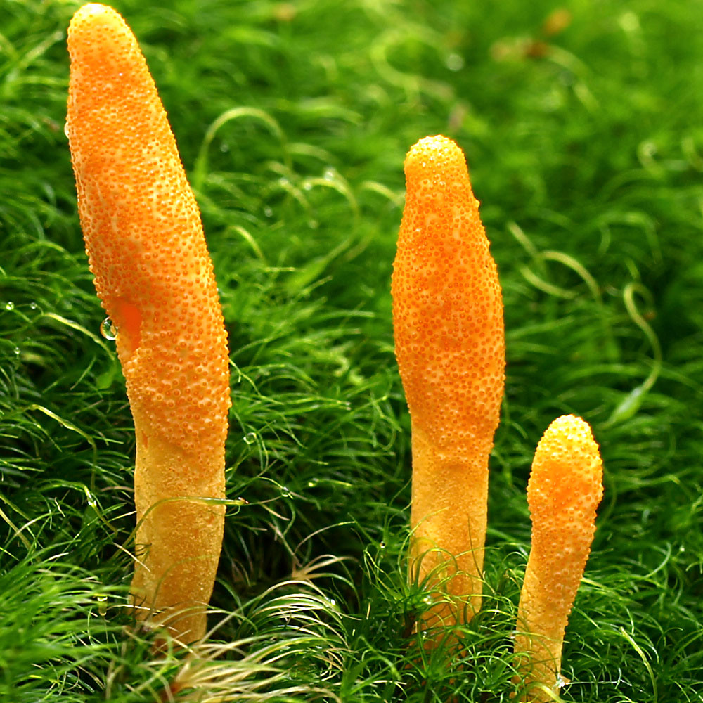 cordyceps-sinencis-manitari.jpg