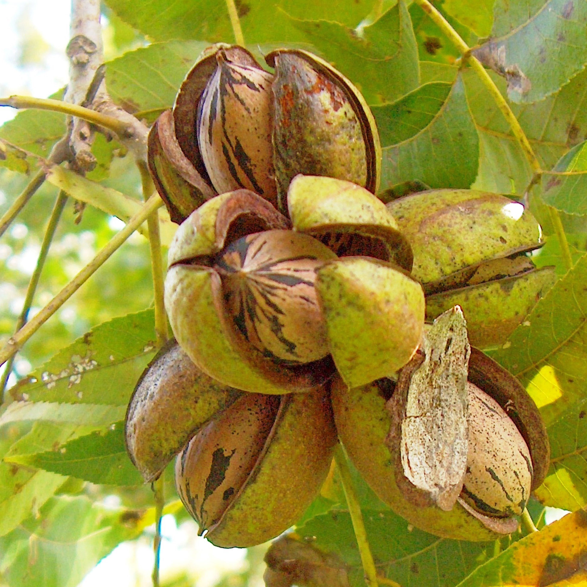 pecan-dentro.jpg