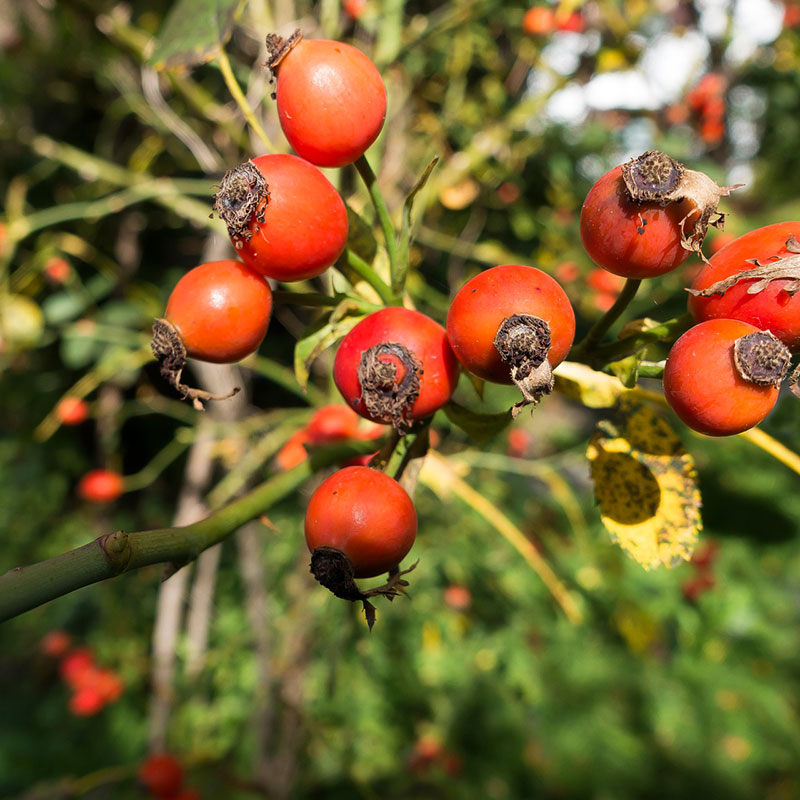 rodelaio-rose-hip.jpg